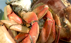 Chinese Steamed Dungeness Crabs 清蒸加拿大蟹
